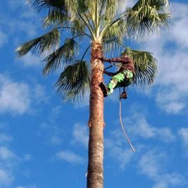 Jardinería Alfi hombre en palmera