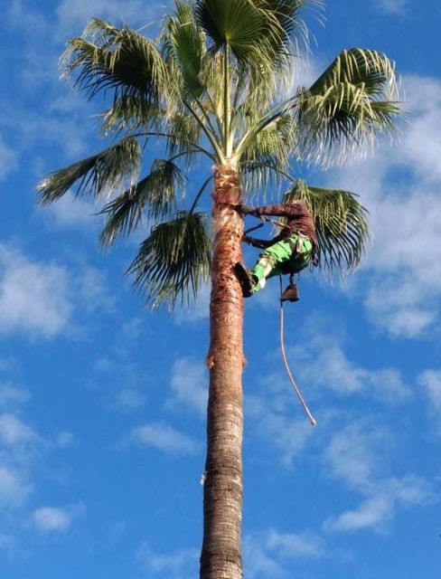 Jardinería Alfi hombre en palmera