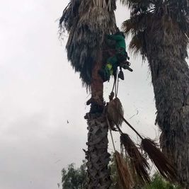 Jardinería Alfi hombre haciendo mantenimiento a palmera