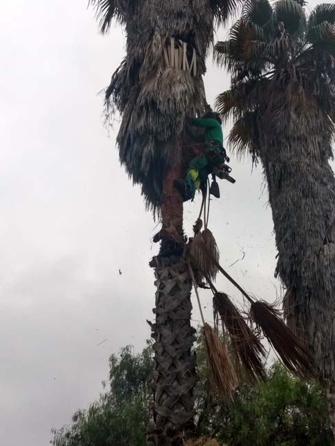 Jardinería Alfi hombre haciendo mantenimiento a palmera