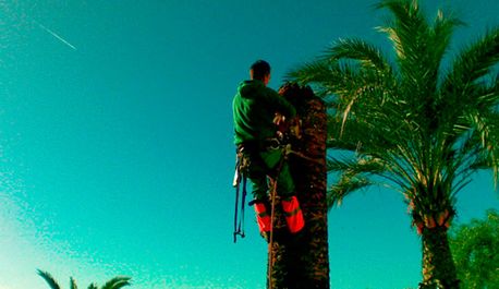 Jardinería Alfi hombre colgado en palmera