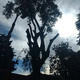 Jardinería Alfi silueta de árbol