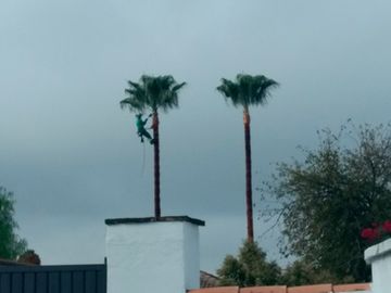 Jardinería Alfi persona colgada en palmera