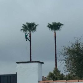 Jardinería Alfi hombre colgado en palmera