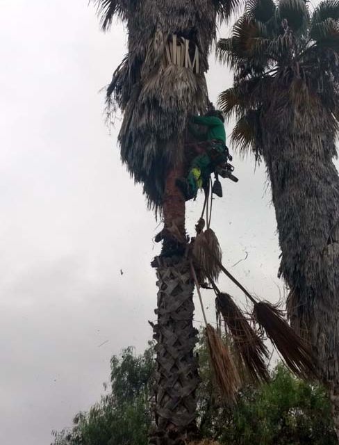 Jardinería Alfi hombre podando palmera